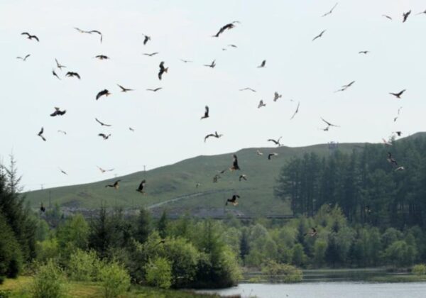 Red Kite Feeding Centre